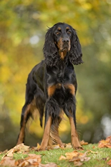 Images Dated 26th October 2008: Dog - Gordon Setter
