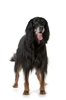 DOG - Gordon setter
