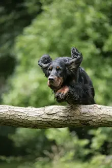 DOG. Gordon setter jumping over log