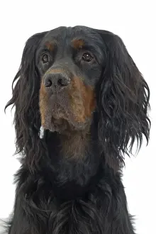 Dog - Gordon Setter in studio