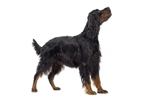 Dog - Gordon Setter in studio