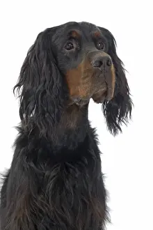 Dog - Gordon Setter in studio