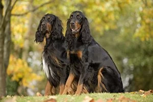 Images Dated 26th October 2008: Dog - Gordon Setters
