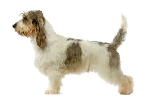 Dog - Grand Basset Griffon Vendeen
