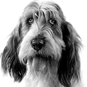 Images Dated 7th July 2006: Dog - Grand basset griffon vendeen - black & white