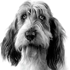 Basset Griffon Vendeen Prints: Dog - Grand basset griffon vendeen - black & white