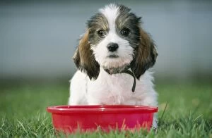 DOG - Grand Basset Griffon Vendeen pup - sitting with red bowl