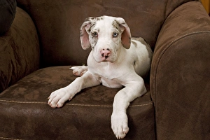 Images Dated 3rd November 2000: Dog - Great Dane - 10 week old puppy on armchair. Also known as German Mastiff / Deutsche Dogge