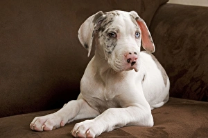 Images Dated 3rd November 2000: Dog - Great Dane - 10 week old puppy on armchair. Also known as German Mastiff / Deutsche Dogge