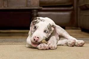 Images Dated 3rd November 2000: Dog - Great Dane - 10 week old puppy chewing bone. Also known as German Mastiff / Deutsche Dogge
