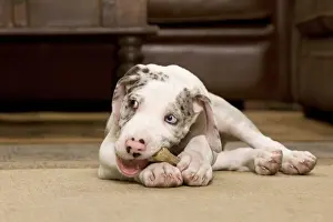 Dog - Great Dane - 10 week old puppy chewing bone. Also known as German Mastiff / Deutsche Dogge / Dogue Allemand (French)