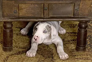 Table Prints: Dog - Great Dane - 10 week old puppy hiding under table