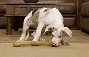 Dog - Great Dane - 10 week old puppy hiding under table. Also known as German Mastiff / Deutsche Dogge / Dogue Allemand (French)