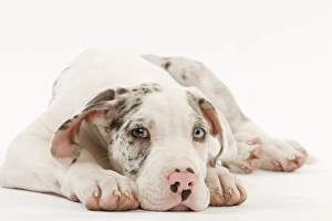 Images Dated 3rd November 2000: Dog - Great Dane - 10 week old puppy in studio. Also known as German Mastiff / Deutsche Dogge
