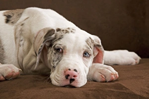 Images Dated 3rd November 2000: Dog - Great Dane - 10 week old puppy in studio. Odd eyes. Also known as German Mastiff / Deutsche
