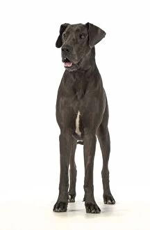 Images Dated 30th December 2014: Dog Great Dane