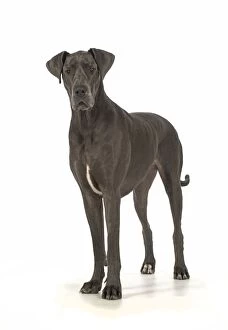 Images Dated 30th December 2014: Dog Great Dane
