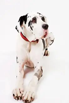 Paws Prints: Dog - Great Dane bitch lying down