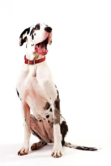 Collar Collection: Dog - Great Dane bitch sitting down