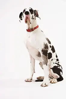 Dog - Great Dane bitch sitting down