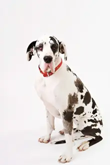 Dog - Great Dane bitch sitting down
