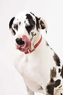 Dog - Great Dane bitch sitting down licking lips