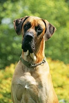 Great Dane Gallery: DOG - GREAT DANE - close-up of head