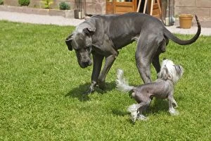 Images Dated 27th May 2012: Dog - Great Dane / German Mastiff / Danish Hound