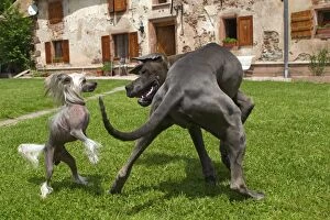 Images Dated 27th May 2012: Dog - Great Dane / German Mastiff / Danish Hound