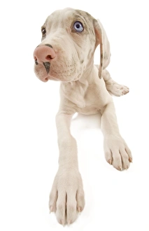 Images Dated 3rd November 2000: Dog - Great Dane / German Mastiff / Deutsche Dogge / Dogue Allemand (French) - 10 week old puppy