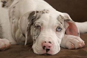 Dog - Great Dane / German Mastiff / Deutsche Dogge / Dogue Allemand (French) - 10 week old puppy with odd eyes