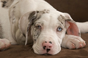 Images Dated 3rd November 2000: Dog - Great Dane / German Mastiff / Deutsche Dogge / Dogue Allemand (French)