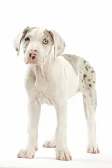 Images Dated 3rd November 2000: Dog - Great Dane / German Mastiff / Deutsche Dogge / Dogue Allemand (French) - 10 week old puppy