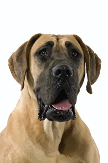 Dog - Great Dane / German Mastiff / Dogue Allemand / Deutsche Dogge