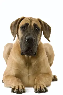 Fawn Prints: Dog - Great Dane / German Mastiff / Dogue Allemand / Deutsche Dogge