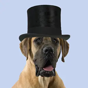Great Prints: Dog - Great Dane / German Mastiff / Dogue Allemand / Deutsche Dogge wearing a black top hat