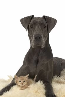 Images Dated 30th December 2014: Dog Great Dane with a kitten