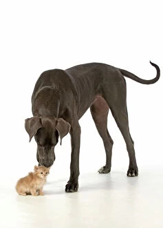 Dog Great Dane with a kitten