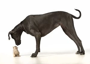 Images Dated 30th December 2014: Dog Great Dane with a kitten