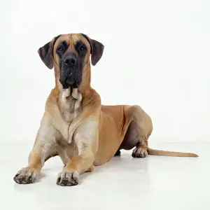 Dog - Great Dane lying down
