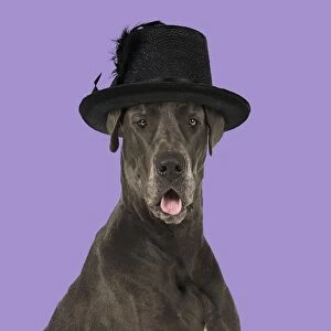 Images Dated 30th December 2014: DOG - Great Dane - mouth open wearing Hat Digital