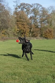 Images Dated 18th November 2012: DOG - Great dane playing with ball in park