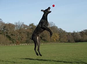 Images Dated 18th November 2012: DOG - Great dane playing with ball in park