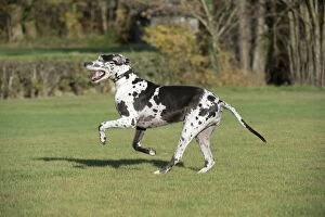 Images Dated 18th November 2012: DOG - Great dane running in park