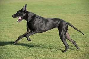 Images Dated 18th November 2012: DOG - Great dane running in park