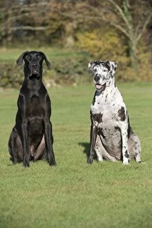Images Dated 18th November 2012: DOG - Great dane sitting in park
