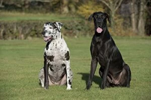 Images Dated 18th November 2012: DOG - Great dane sitting in park