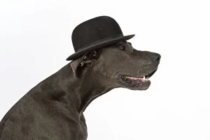 Images Dated 30th December 2014: Dog Great Dane wearing a bowler hat