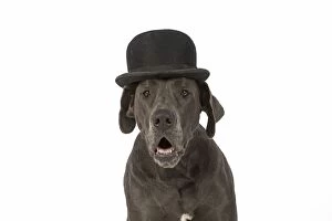Bowler Gallery: Dog Great Dane wearing a bowler hat
