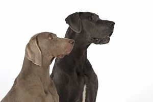 Images Dated 30th December 2014: Dog Great Dane and Weimaraner